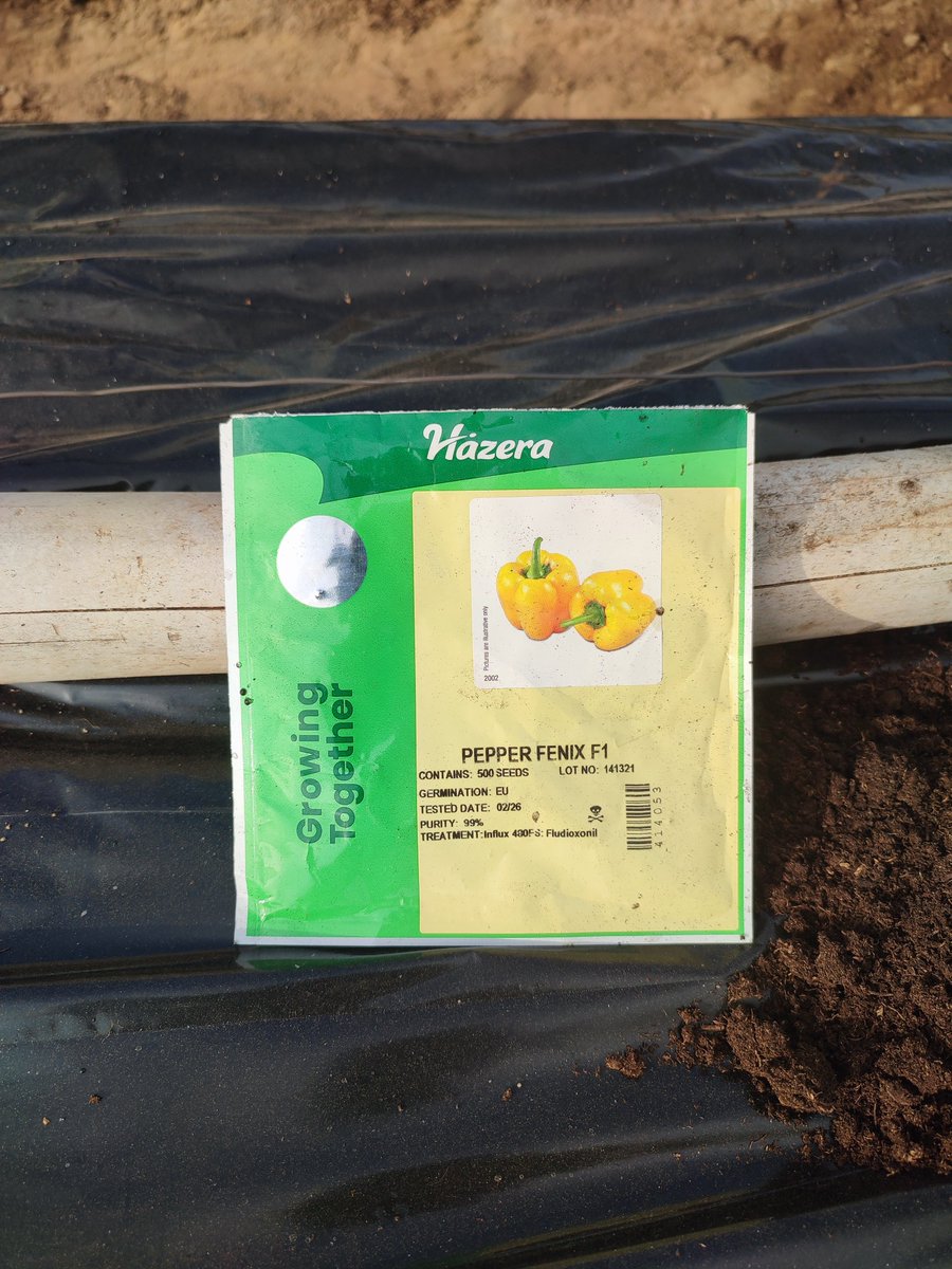 BiggRaj's tweet photo. Bismillah!!

Raising 1k seedlings of BELL PEPPER for two greenhouses. 

Remember I mentioned staggering our production so we can have an all year round production rather than raising and terminating them all at once. 

The first 3 greenhouses are now 50 DAT

Wish me success and luck! 🫑🫑🫑