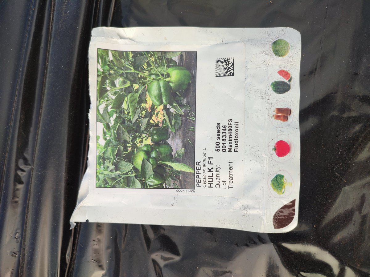BiggRaj's tweet photo. Bismillah!!

Raising 1k seedlings of BELL PEPPER for two greenhouses. 

Remember I mentioned staggering our production so we can have an all year round production rather than raising and terminating them all at once. 

The first 3 greenhouses are now 50 DAT

Wish me success and luck! 🫑🫑🫑