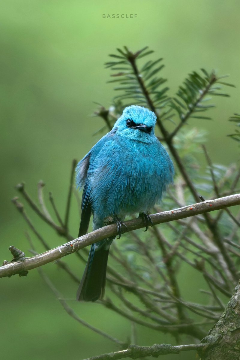 bassssclef's tweet photo. as a birder this year ☺️

铜蓝鹟 Verditer Flycatcher 

📍瓦屋山Wawushan Mountain, 四川Sichuan, 中国China https://t.co/7FcXfM28EL