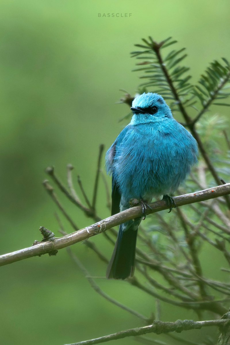 bassssclef's tweet photo. as a birder this year ☺️

铜蓝鹟 Verditer Flycatcher 

📍瓦屋山Wawushan Mountain, 四川Sichuan, 中国China https://t.co/7FcXfM28EL