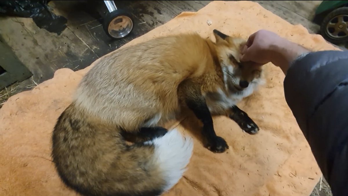 ymmugiwik's tweet photo. Alice the fox; see ALT for channel link https://t.co/MrK0JpRtgt