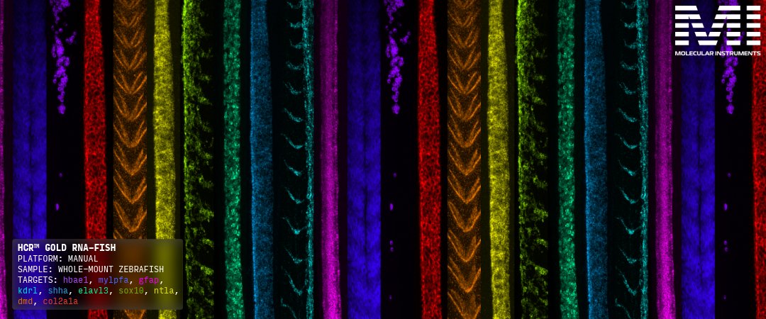 HCRimaging's tweet photo. More fluorophore flexibility for HCR™ Gold is here!

HCR™ Gold Amplifiers with 488, 546, 594, and 647 labels are now available for every X system, giving you more flexibility to configure assays around your specific target panel and imaging setup.

All new catalog amplifiers are available to order on our webstore.

Order here: https://t.co/Fn21gj6EjB