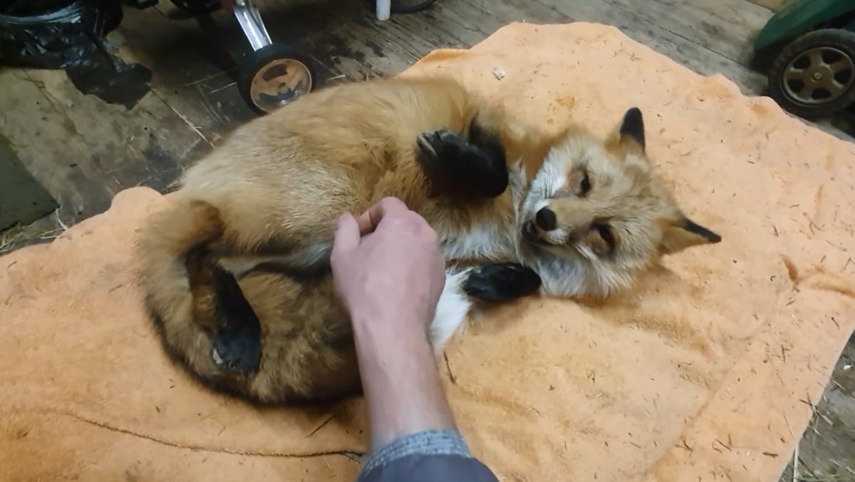 ymmugiwik's tweet photo. Alice the fox; see ALT for channel link https://t.co/MrK0JpRtgt