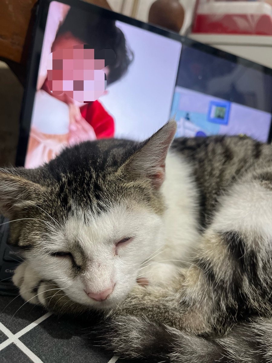 kevinryfo's tweet photo. Hisss ngeganggu orang sleepcall aja sii mengg 😡 https://t.co/mseuRfoECM