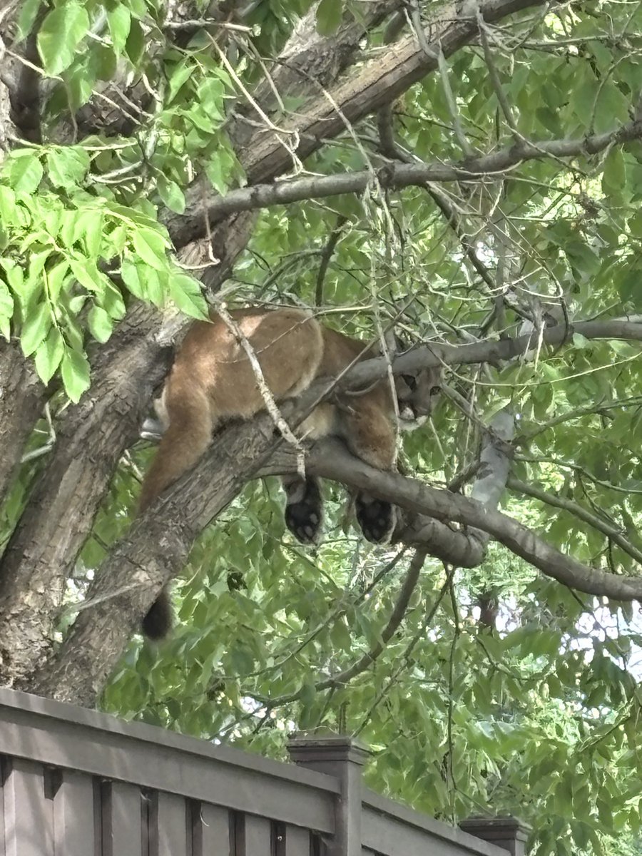 Mountain lion in a tree