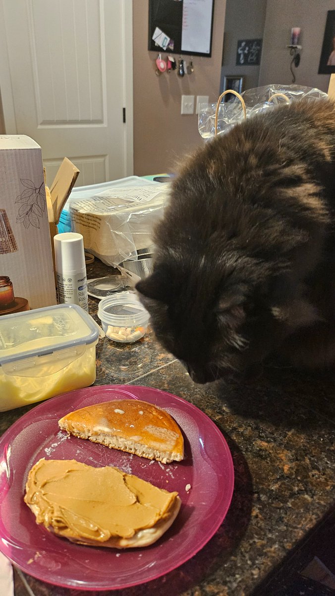 shimmerwolfarts's tweet photo. #DailyLoki
More proof that this guy is obsessed with peanut butter... I had to shoo him away after I took this cuz he was about to start licking it off my pancake!! 🤣🤣 https://t.co/Q2uxlNNTS0