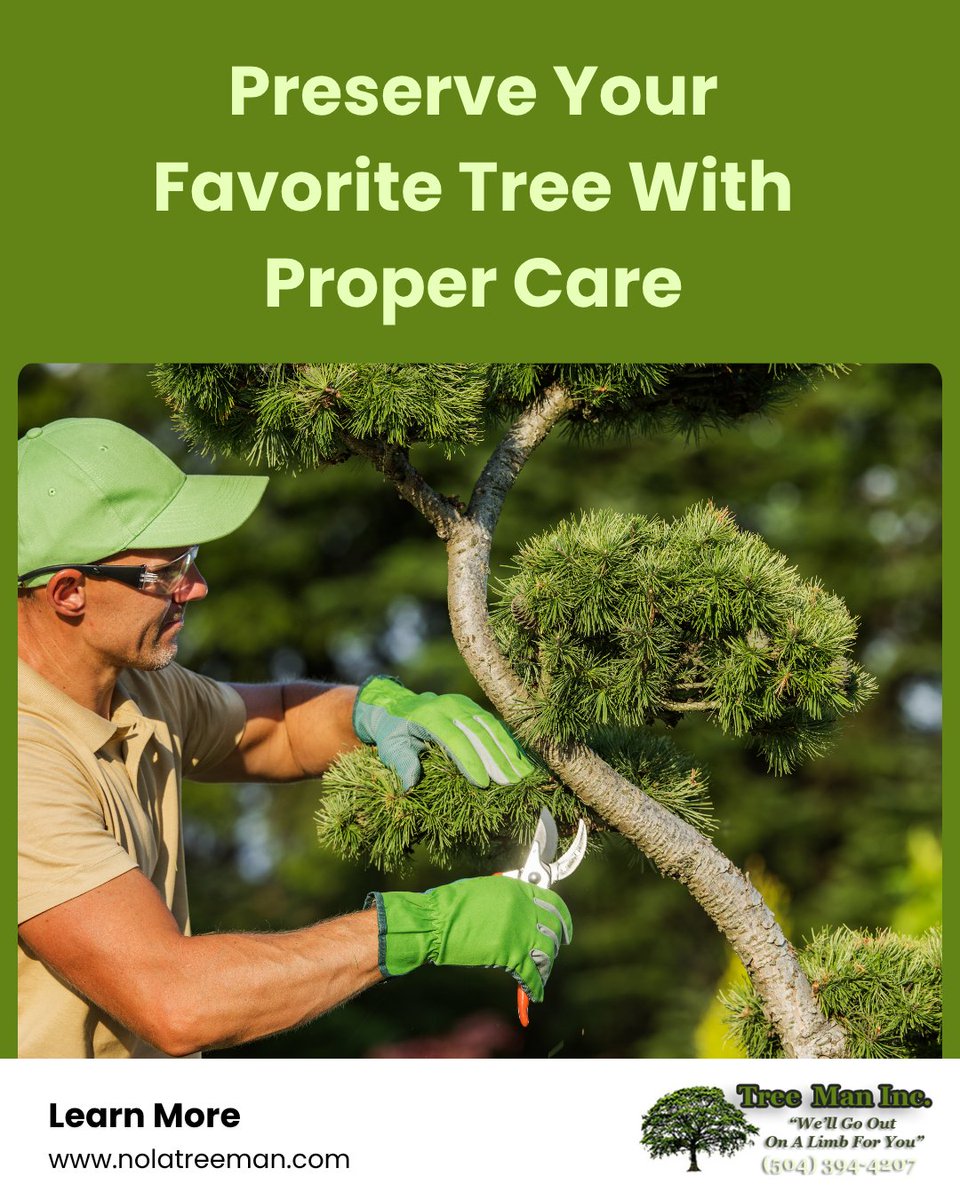 IncTreeManInc's tweet photo. One healthy, well-maintained tree can provide shade, beauty, and character for years. Taking care of it today helps preserve everything it adds to your property tomorrow. Which tree would you never want to lose? 🌳

#TreeCare #TreeService https://t.co/mKPTNK28DU