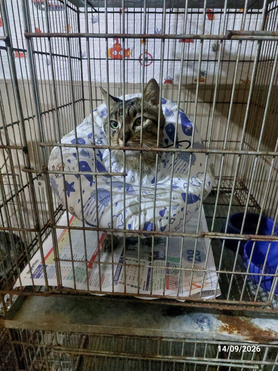 ____mara_'s tweet photo. Venancio, mi rescatado amputado, al fin tiene el alta definitiva este viernes, no pudo salir antes xq le sangraba la herida. Ya tiene adoptante💘 su saldo es 400 000gs, a quien quiera ayudarle a este campeón, mi alias es 0981 128 553. Mil gracias🙌🏻🙏🏻 https://t.co/8QJUA3uG4p