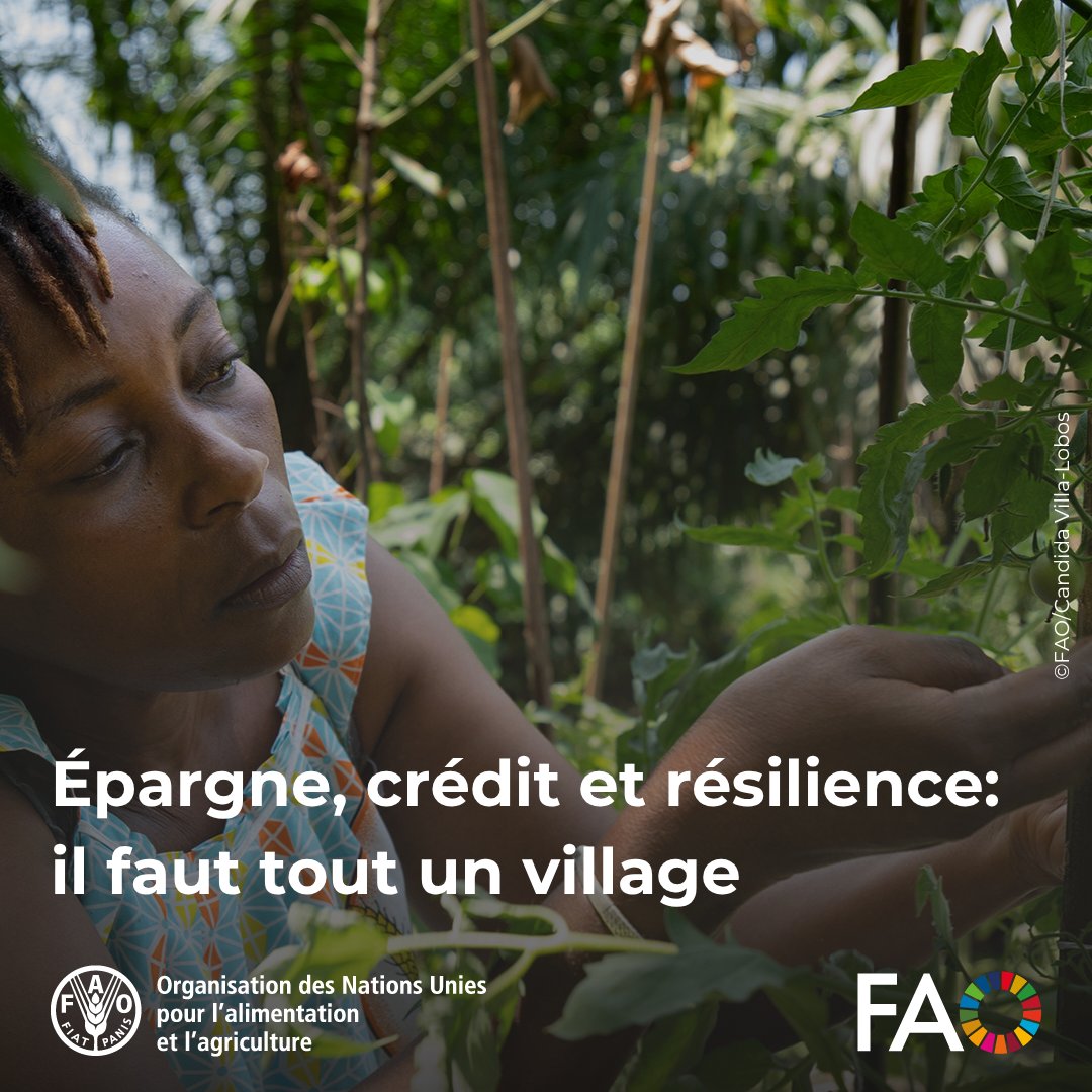 FAOenFrancais's tweet photo. Grâce au projet SAGA 2 de la @FAO, financé par @GouvQc, des associations d’épargne en Côte d’Ivoire aident les femmes à investir dans leurs exploitations et à renforcer leur résilience face au climat.

En savoir plus👇

https://t.co/KrM4L0YsF4

#SAGA2 #FinanceClimatique https://t.co/Fl71i4DNc3