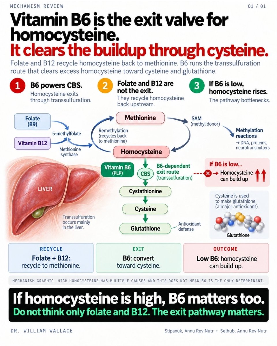 WilliamWallace's tweet photo. Homocysteine is usually discussed as a folate-and-B12 problem. That leaves out the other major route the molecule can take.

Folate and B12 participate in remethylation, which recycles homocysteine back into methionine. The alternative is transsulfuration: homocysteine is converted to cystathionine and then cysteine, which can subsequently contribute to glutathione synthesis and other sulfur-dependent biology. Both cystathionine β-synthase (CBS) and cystathionine γ-lyase (CSE) use pyridoxal-5′-phosphate, the active coenzyme form of vitamin B6.

That is why calling B6 an “exit valve” is useful conceptually, but it needs one qualification. B6 deficiency does not simply switch transsulfuration off. Human studies suggest CSE is more sensitive to low B6 than CBS, and cystathionine can accumulate while some cysteine production is preserved. Homocysteine itself is also influenced by folate, B12, kidney function, genetics, methionine intake, age, and other factors, so an elevated value is not a specific test for B6 deficiency. 

The broader point is that one-carbon metabolism is not just about recycling homocysteine. It also needs an exit route. When interpreting elevated homocysteine, folate and B12 deserve attention, but B6-dependent sulfur metabolism is part of the same system and should not be ignored.

Gregory JF, DeRatt BN, Rios-Avila L, Ralat M, Stacpoole PW. Biochimie. 2016;126:21–26. PMID: 26765812.