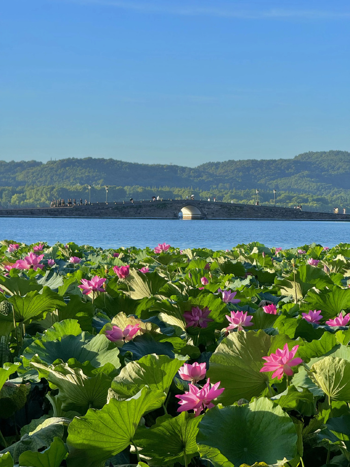 danit741526's tweet photo. Just finished a lovely day trip to West Lake! The mist over the calm water and the blooming lotus made every step worth it. Can't wait to share more of the weekend joy with you all https://t.co/FZA1WA5gb0