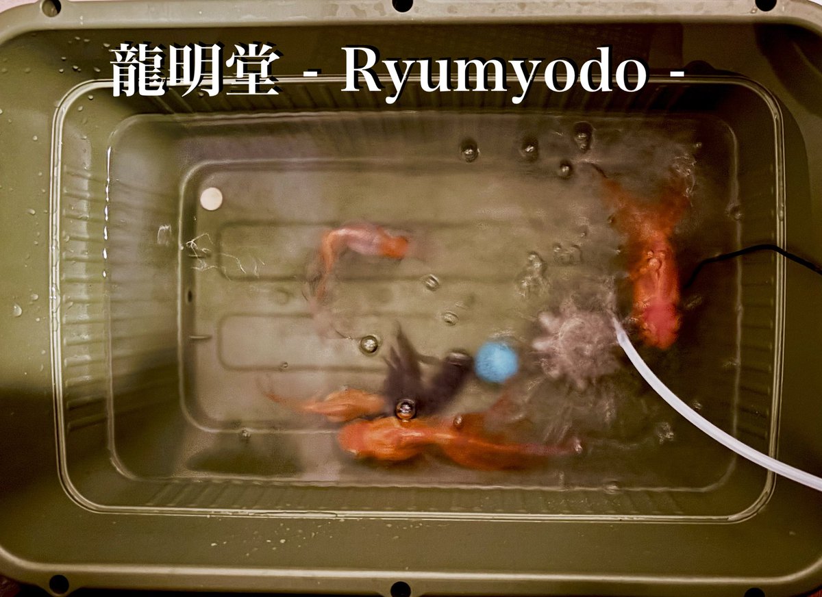 ryumyodo's tweet photo. 深夜3時に #金魚 #緊急事態発生 ❗️
何と…40Lの水槽が‼️
皆様は無事に救出され、新しい避難所でもある #プランター でご機嫌様です♪立て続けに同じサイズの水槽が突如割れるという #不可思議現象…これもまた業のなす術と思いながら、片付けに明け方までかかりました。
#人を呪わば穴2つ です🙏 https://t.co/rM9POOrEzq