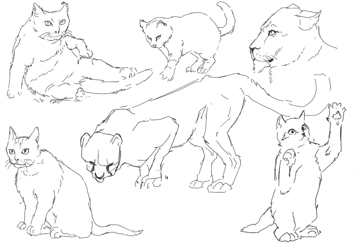 pranalidraws's tweet photo. studies i did today, gestures and cats #anatomy #anatomyart https://t.co/ZrD17vuQyE