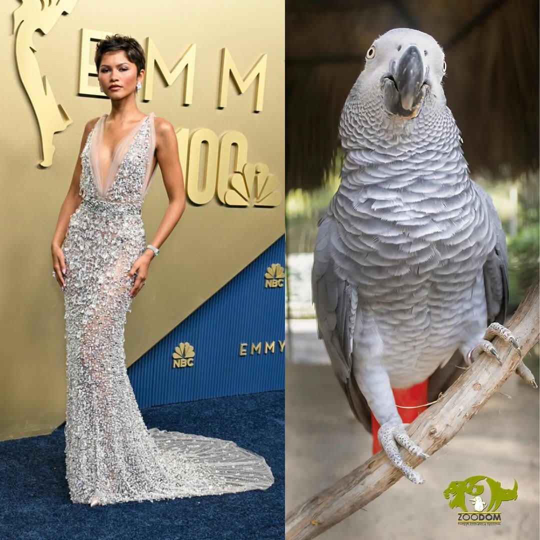 zoodomrd's tweet photo. USTEDES LO SABEN... Y nosotros también 😶‍🌫️

Noche de premios = alfombra #zoodom 😎

Especies:

León africano (Panthera leo)
Cigüeña pico rosa (Ciconia ciconia)
Flamenco del Caribe (Phoenicopterus ruber)
Loro gris africano (Psittacus erithacus) https://t.co/mbbMUUE4K4