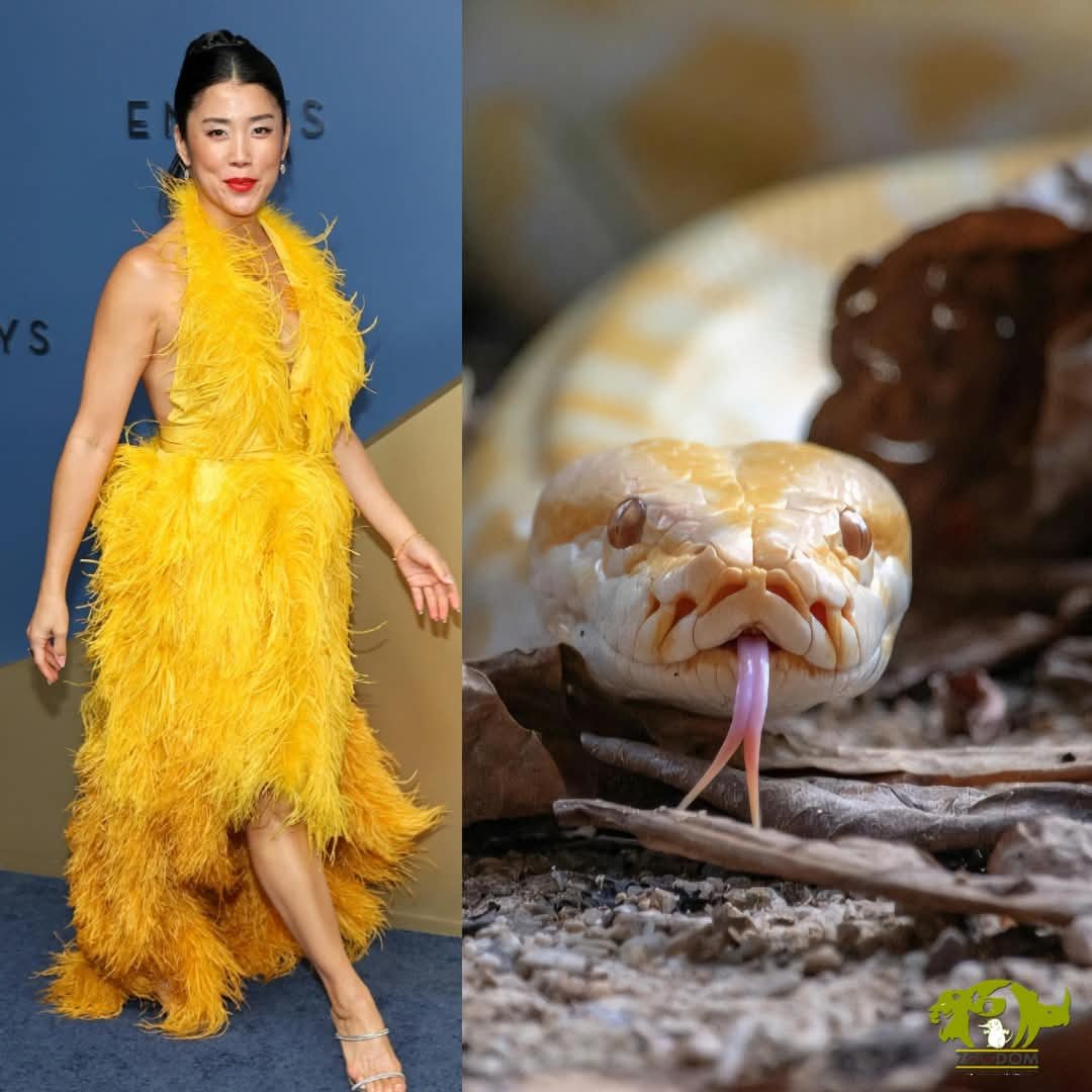zoodomrd's tweet photo. Nos vemos en la próxima 😎

Especies:
Boa de La Hispaniola (Chilabotrus striatus)
Guacamaya bandera (Ara macao)
Tigre de bengala (Panthera tigris tigris)
Piton burmesa albina (Python bivittatus)
#zoodom #gotozoodom https://t.co/NXZP5qn4uY