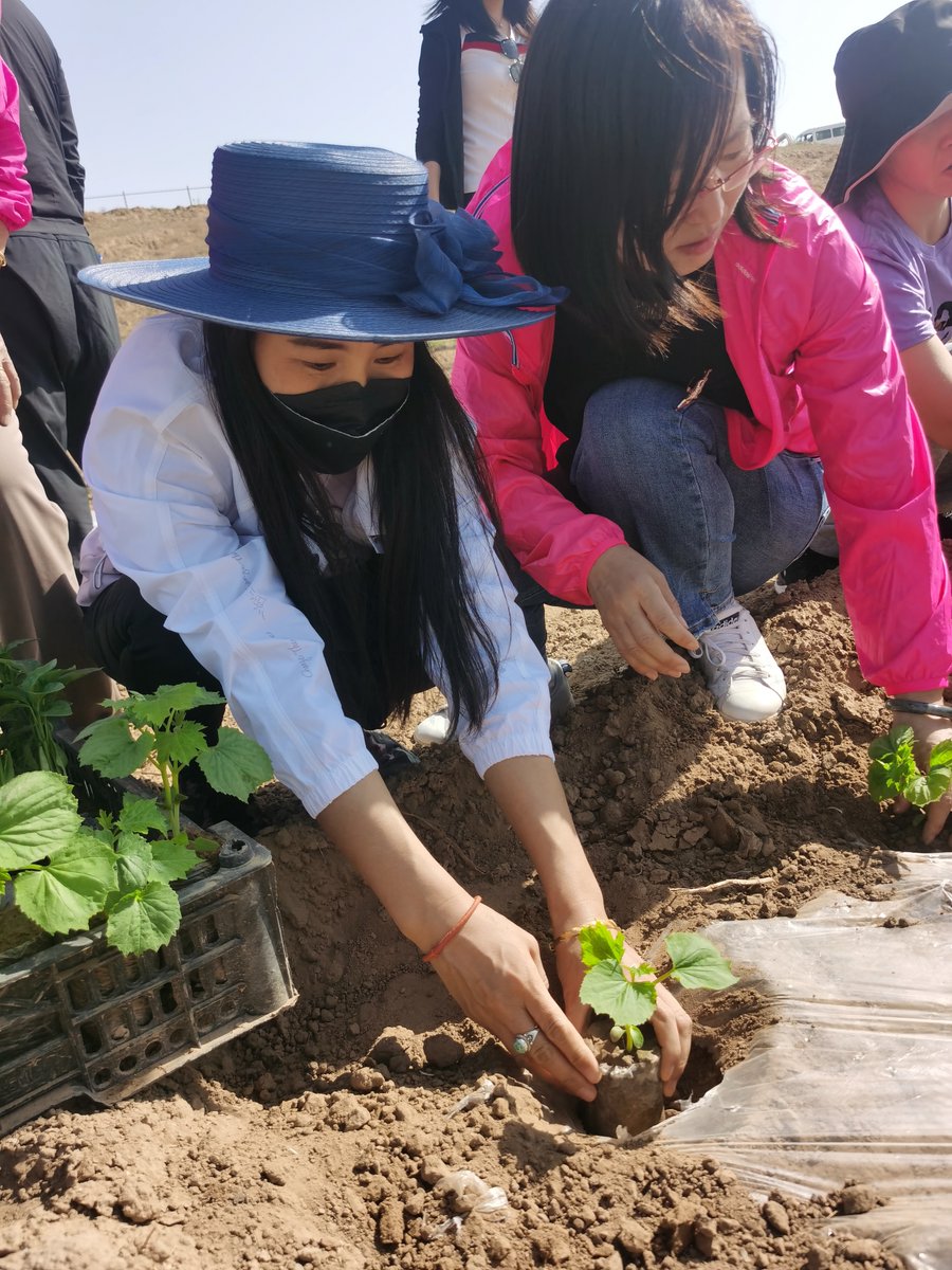 spidb929086's tweet photo. Just wrapped up a 3-hour community garden volunteer shift! Helped plant 50 tomato seedlings, chatted with lovely neighbors, and left with dirt under my nails and a full heart. Small acts make big changes https://t.co/4NHPfm2Hy9