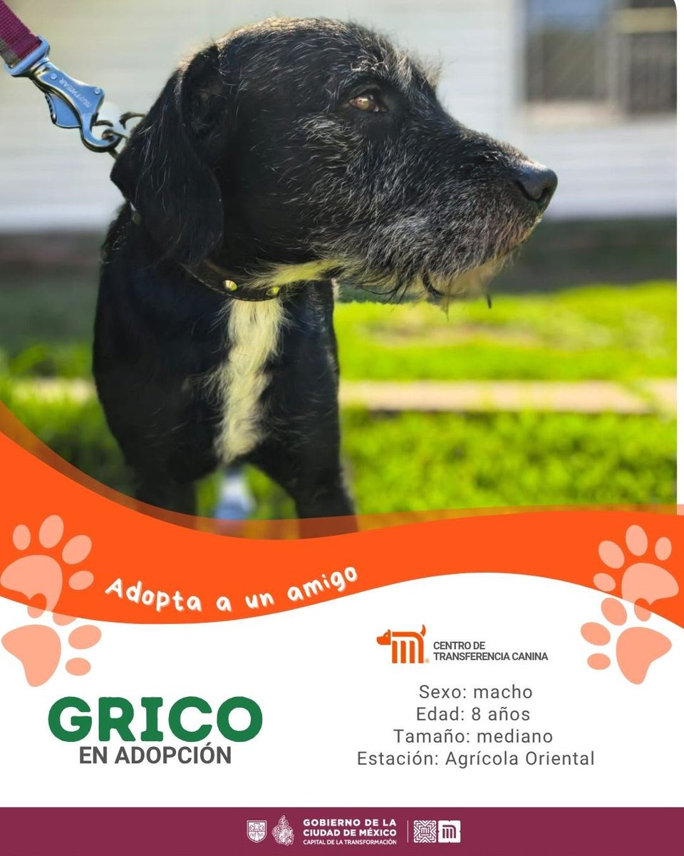 ctcdelmetro's tweet photo. ¡Él es Grico!  🐶 

🐾Edad: 8 años
🐾Rescatado: 
@MetroCDMX
 Agrícola Oriental, Línea A
🐾Tamaño: Grande

¿Te animas a darle una segunda oportunidad?   Si te interesa adoptarlo, consulta los requisitos en: https://t.co/dZxEmnXpyy #AdoptaMetro #AdoptaAUnAmigo #AdoptaNoCompres 🏡🖤 https://t.co/nOeo7jyBf7