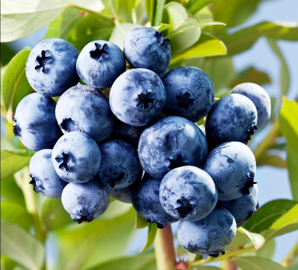 aislr646522's tweet photo. This hand-picked wild blueberry blend is packed with juicy sweetness, zero added sugar, and great for oatmeal or smoothies! A 5-star grab for fresh, clean snacking https://t.co/9Zhl1ypgqA