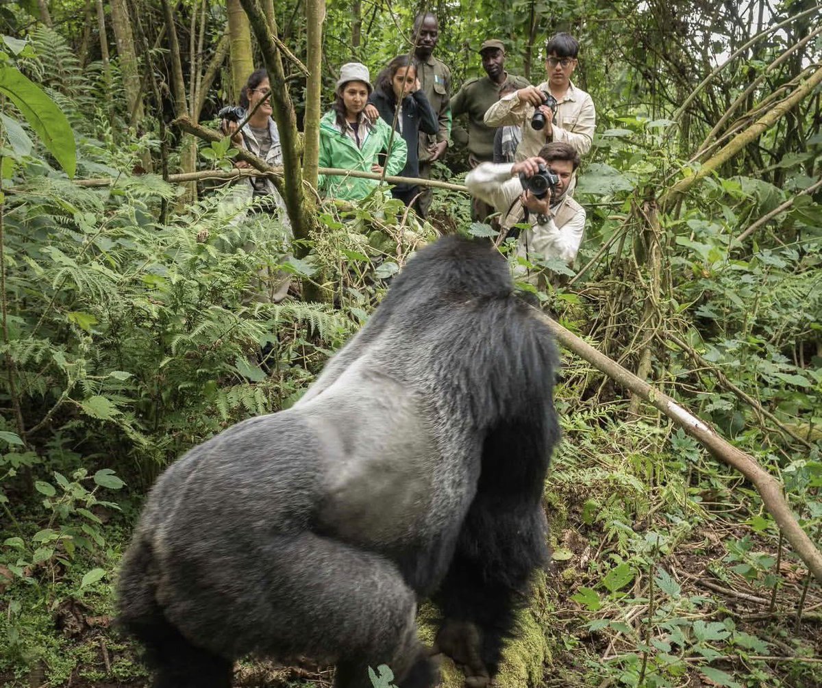 GenBitero1's tweet photo. Our gorillas are not only a symbol of Rwanda’s natural heritage; they are also a powerful driver of our economy. 🦍

Nearly $45.7 million, more than RWF 65 billion was generated from gorilla tourism in Q2/2026 alone. 
Proud of Rwanda. 🇷🇼 https://t.co/6y77xtKgoh