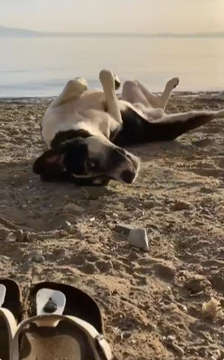 hurndr's tweet photo. @RedCrow08 Aynen öyle Gemlik Belediyesi 5 yıldır  bu köyden olan koruduğum köpeği DENİZE GİRİYOR “diye Cimer şikayeti ile aldı🤬Kaçtı geldi tekrar aldılar!!! Ölüme bırakırmıyım  aldım HEPAD derneği kucak açtı🤲🤲 https://t.co/SVXaCHMxrS