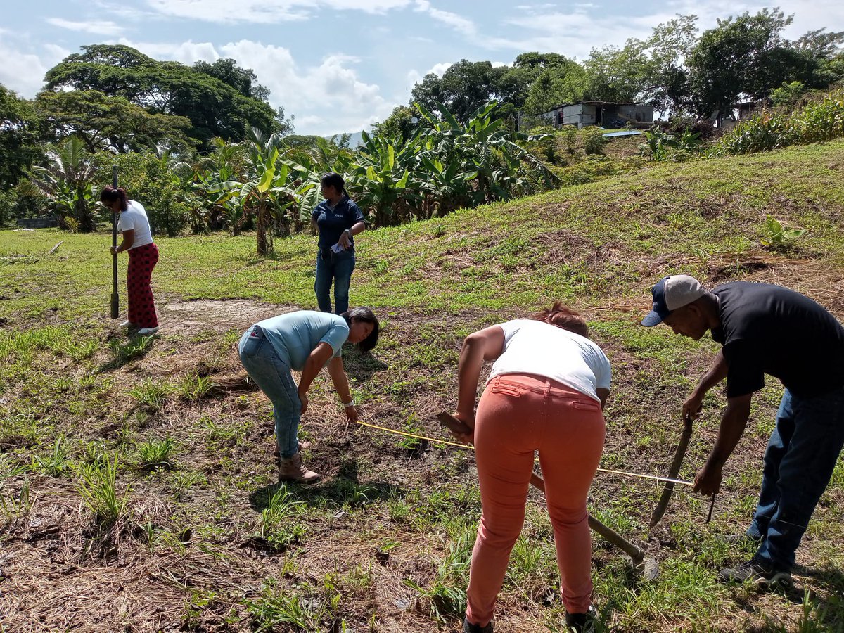 MROBINSONYARA's tweet photo. #15Sep En el Espacio de Formación Productiva "Los Vencedores" mcpio Independencia nuestros misioneros en compañía de la Ing. Rosangel Oduber del INCES realizaron desmalezamiento al terreno y dieron continuidad al curso sobre siembra de plantas frutales y forestales
@NicolasMaduro https://t.co/ZrbKrBqyEv