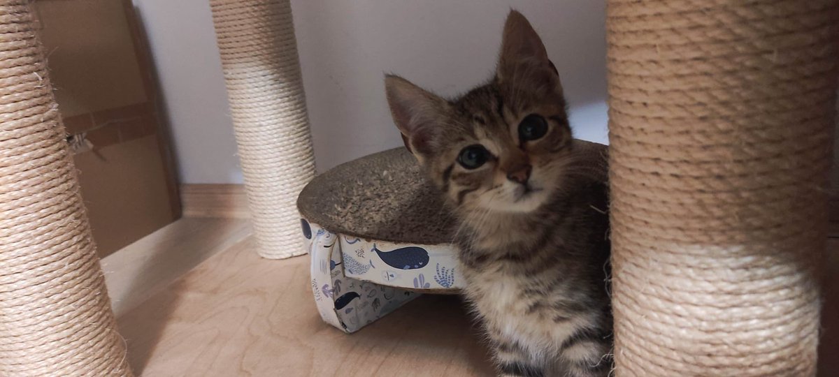 malpiszom's tweet photo. chce ktoś adoptowac takiego maluszka ma 4 miesiące pani od której adoptujemy kotka dla babci prosiła żebym pomogła znaleźć mu też dom 😭😭pomorskie https://t.co/gH7lWhkWZR