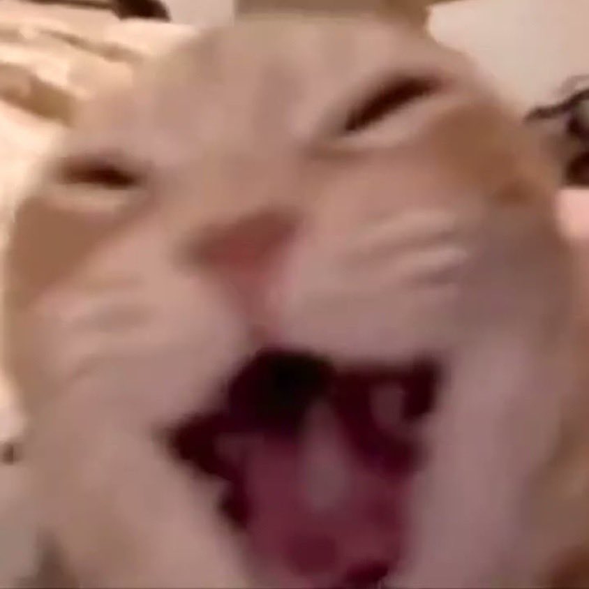 CATTAXFUN's tweet photo. They can try kill us all they want I heard cats have 9 lives https://t.co/lwlGqSVp3f