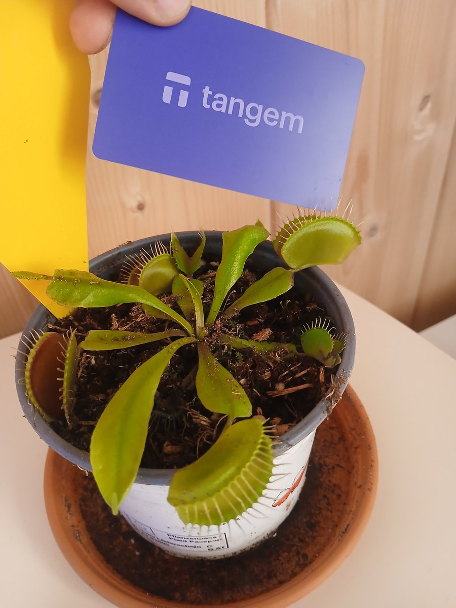 Cryptexxo's tweet photo. @Tangem My Tangem is safe with my fiercest green guardian 🌱
@Tangem https://t.co/OHeJXT2bzS