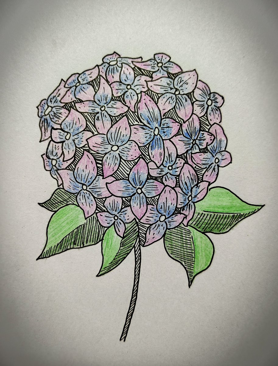 MaxxSenju's tweet photo. Lilies and hydrangeas 🌷🪻 https://t.co/NOANiDKbI0