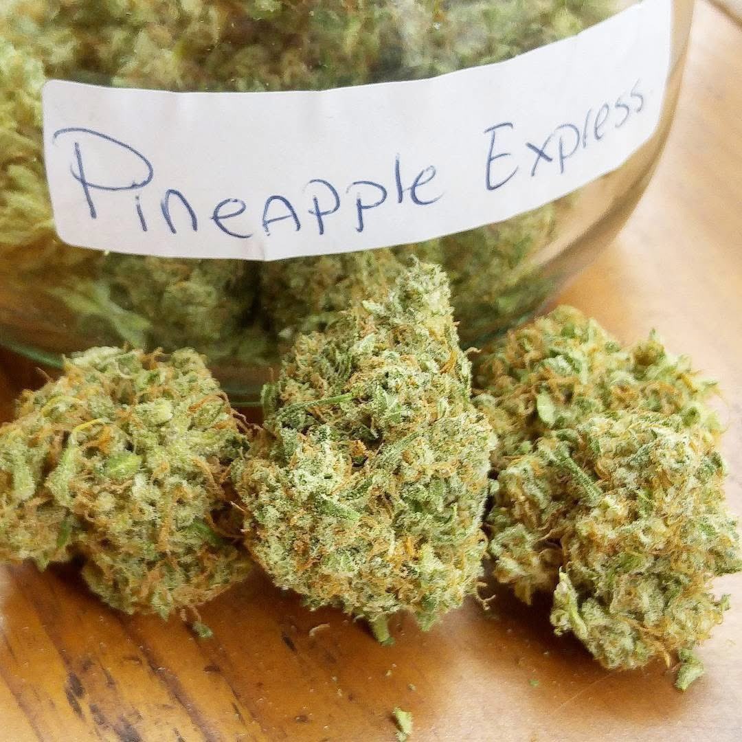 jamesbelushi_'s tweet photo. Pineapple Express 🔥 
 27% THC 
This is one of our best sellers here at Belushi's Farm. Order a pound for just $700. We ship all over United States and Europe discreetly and vacuumed sealed. Send us a DM to order https://t.co/59vYU2r0sm
