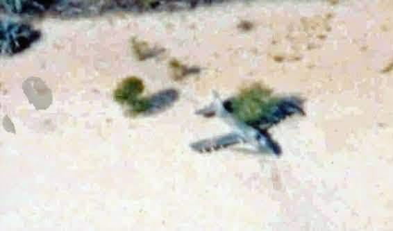 thyphoidjack's tweet photo. "On 20 June 1980 SAAF Impala Mk II tail-number 1037 being flown by Lt. Neil Thomas was struck by 23 mm anti-aircraft fire near Evale in Angola during Operation Sceptic/ Smokeshell. The Impala was struck by a 23 mm shell just forward of the cannon muzzle and debris was ingested by the engine. With maximum thrust selected but the aircraft still descending Neil ejected from the stricken aircraft as it was reaching tree-top level and was rescued by an Alouette Ill helicopter flown by Lt Andre Hattingh.

The story doesn't end there. The feisty Impala decided that it wasn't so stricken and did a perfect gear-up landing by itself in a conveniently located shona (open plain). The entire aircraft was recovered by a Super Frelon helicopter a few days later and was repaired and returned to service. Impala Mk I 1037, the brave little Imp that wouldn't die, resides today in the SAAF Museum at Port Elizabeth."

(Author and photo source: Duncan Gillespie of FlyAfrica and SAAF Museum Port Elizabeth.)
