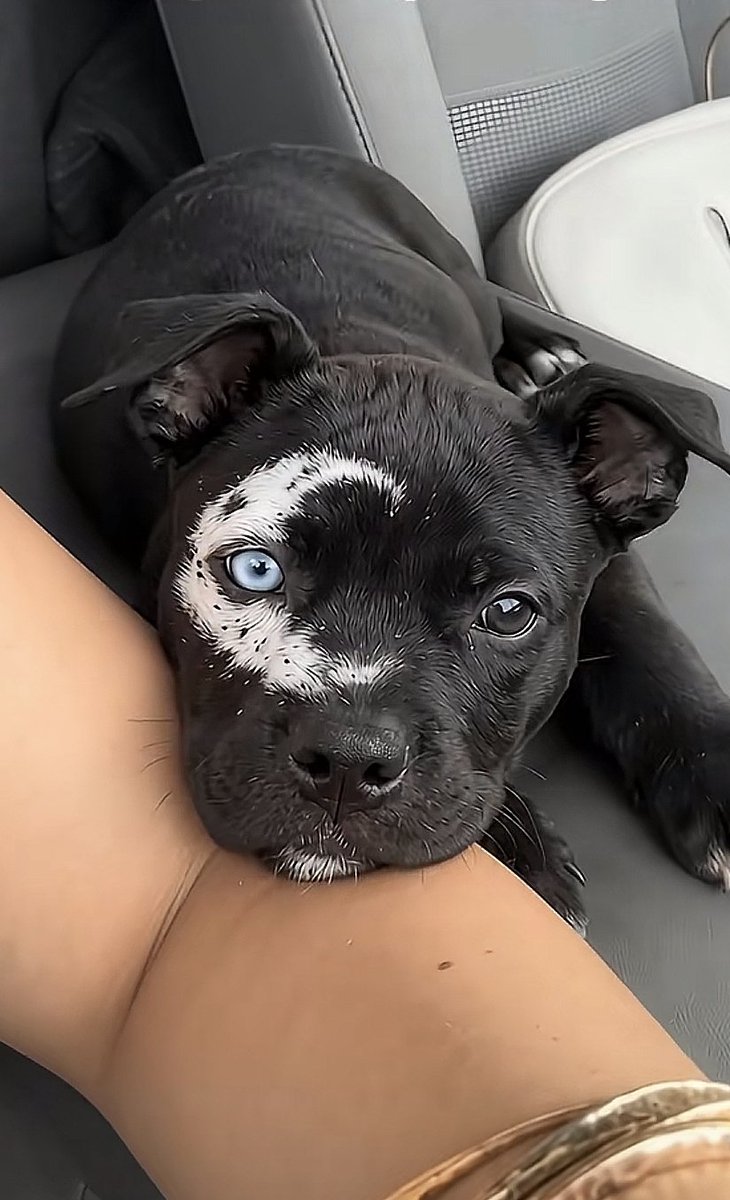 mysteryWN's tweet photo. Venga, ayudadnos ¿Que nombre le ponemos a esta perrita? https://t.co/jPIpykniE7