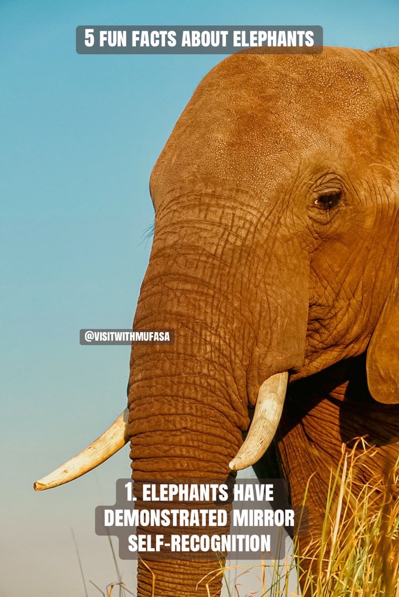 visitwithmufasa's tweet photo. You’ve seen the facts. Now come see the Elephants. https://t.co/7TGedLiPsU