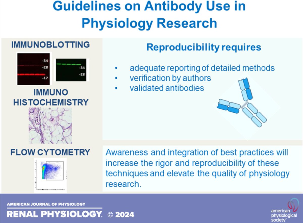 AJPRenal's tweet photo. There are some important new #guidelines in this @TulaneMedicine article, Guidelines on #antibody use in #physiology research (Heddwen L. Brooks et al.):

https://t.co/dYO0XmlP9c https://t.co/TVqXQ2xldF