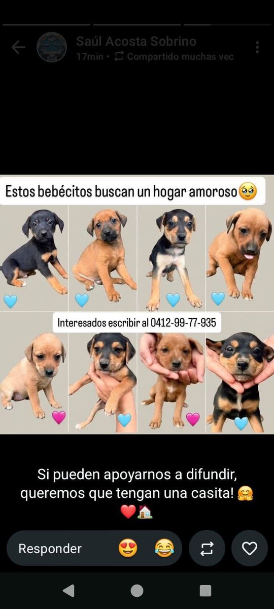 PerroUsuario's tweet photo. En adopción responsable, Maracay https://t.co/CMtpRrTX5n