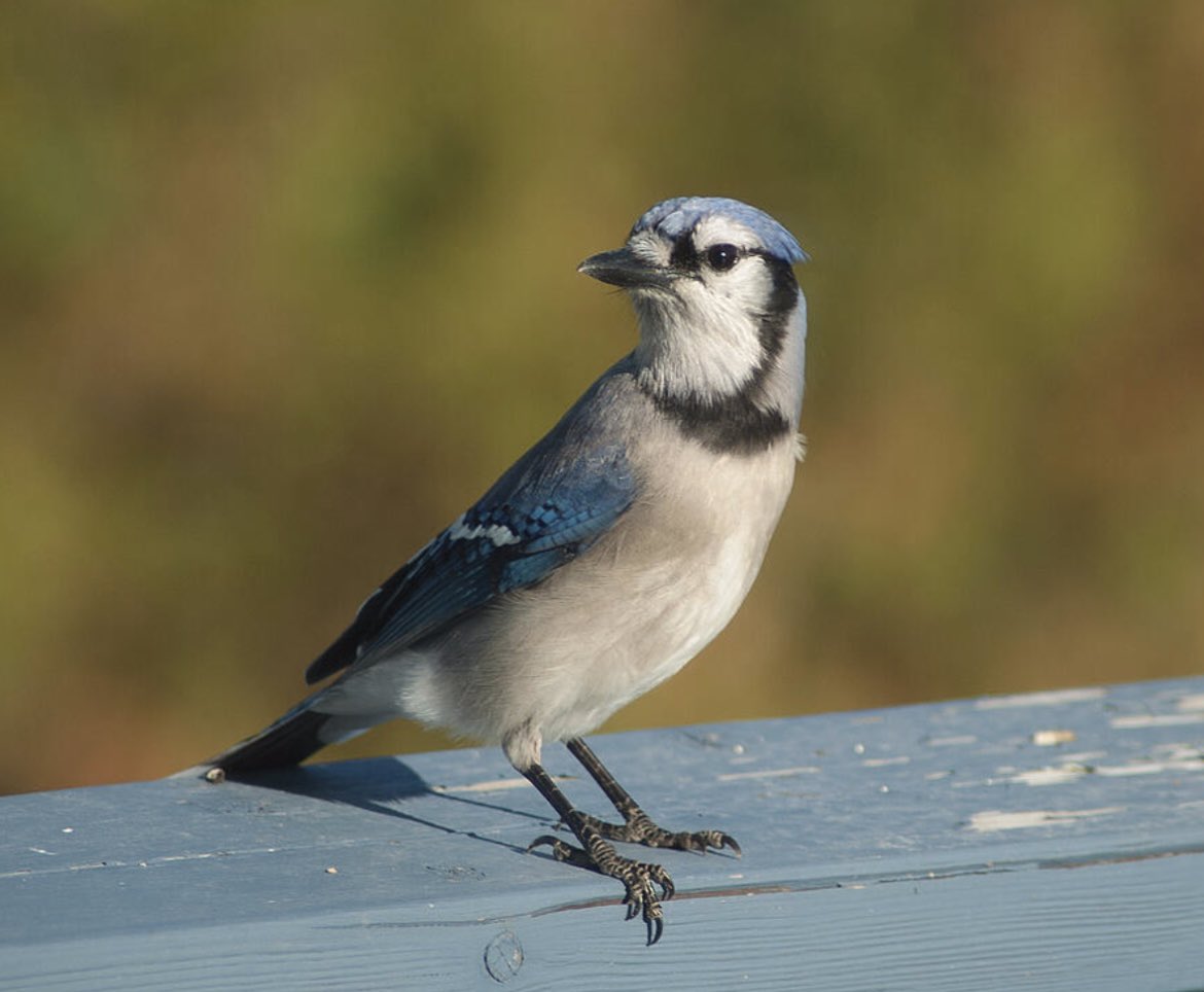 ShonnaHPhoto's tweet photo. "A Blue Jay’s Splash of Sass." Capture the bold intelligence and sapphire beauty of Ontario’s wildlife. 💎🐦
🛒 A Blue Jays Splash of Sass https://t.co/4oBDAI5wbv
#Photography #BlueJay #CanadianWildlife #ArtForSale #Britt #BuyIntoArt https://t.co/iBkjcWsJ3t
