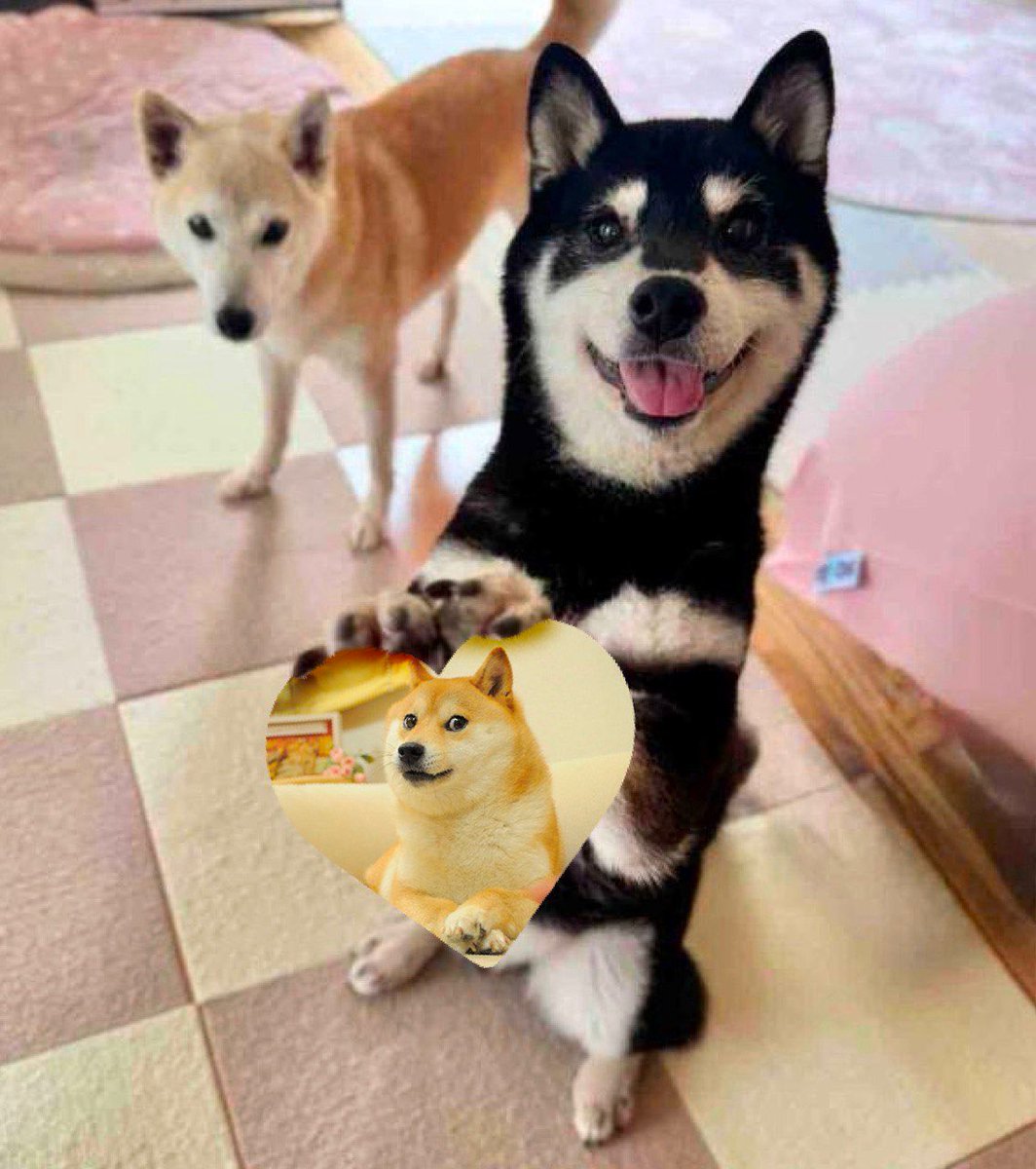 collectrs's tweet photo. For our September edition “Paws for Good,” we’re featuring an artwork dedicated to @officialcocoro, illustrated by @ilyakazakov! 🐶 🌸

The piece captures Cocoro and the playful spirit of this little duo, highlighting what makes the project so special: having fun, sharing good vibes, and giving back. Created by @ownthedoge with Atsuko Sato and officially licensed by her, Cocoro carries the “Do Only Good Everyday” spirit into a new corner of internet culture.

With over $2M already donated to charities supporting animals and children, Cocoro is more than just a fun IP. It’s a project built around giving back, one paw at a time. Learn more at https://t.co/lgyb5fjgxY.

Collect now and bring that energy to your screen! 🐾