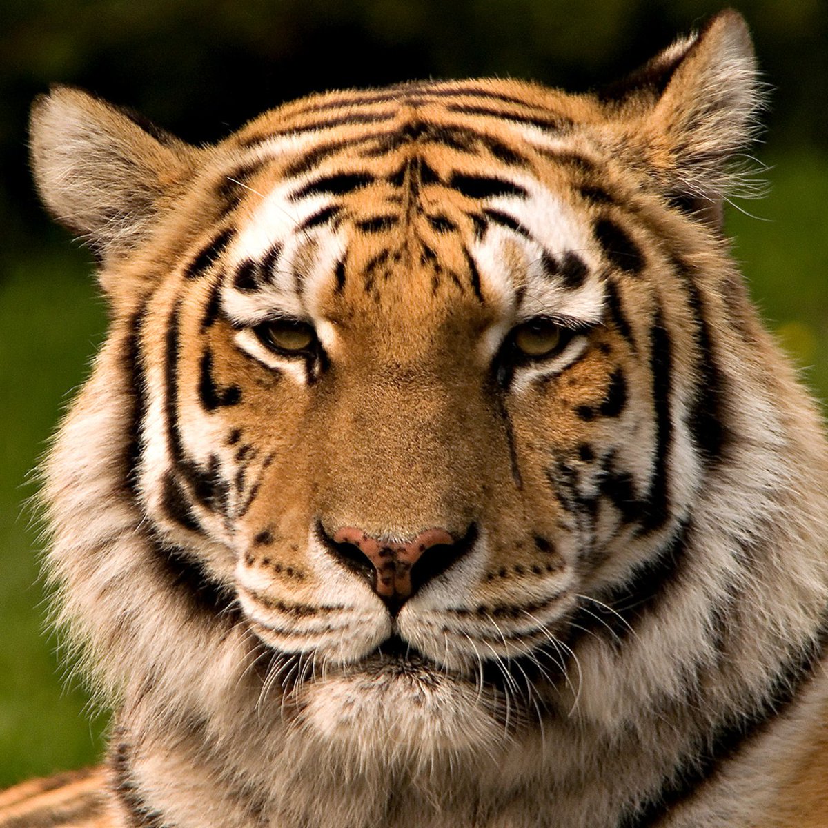 Dexerto's tweet photo. "Child Predator Tour" tickets were accidentally advertised by a zoo due to a computer error

Chester Zoo says its system automatically combined ticket categories with the name of its Predator Tour https://t.co/ZVONScqHnf