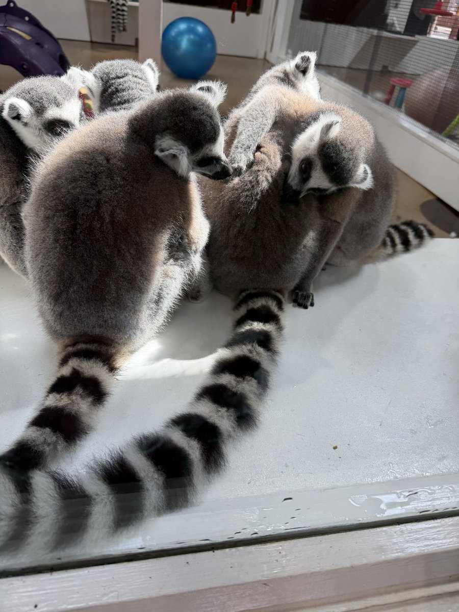 Pure_7Echo's tweet photo. It feels like I’ve been walking around a little zoo https://t.co/fOclW9lvn7