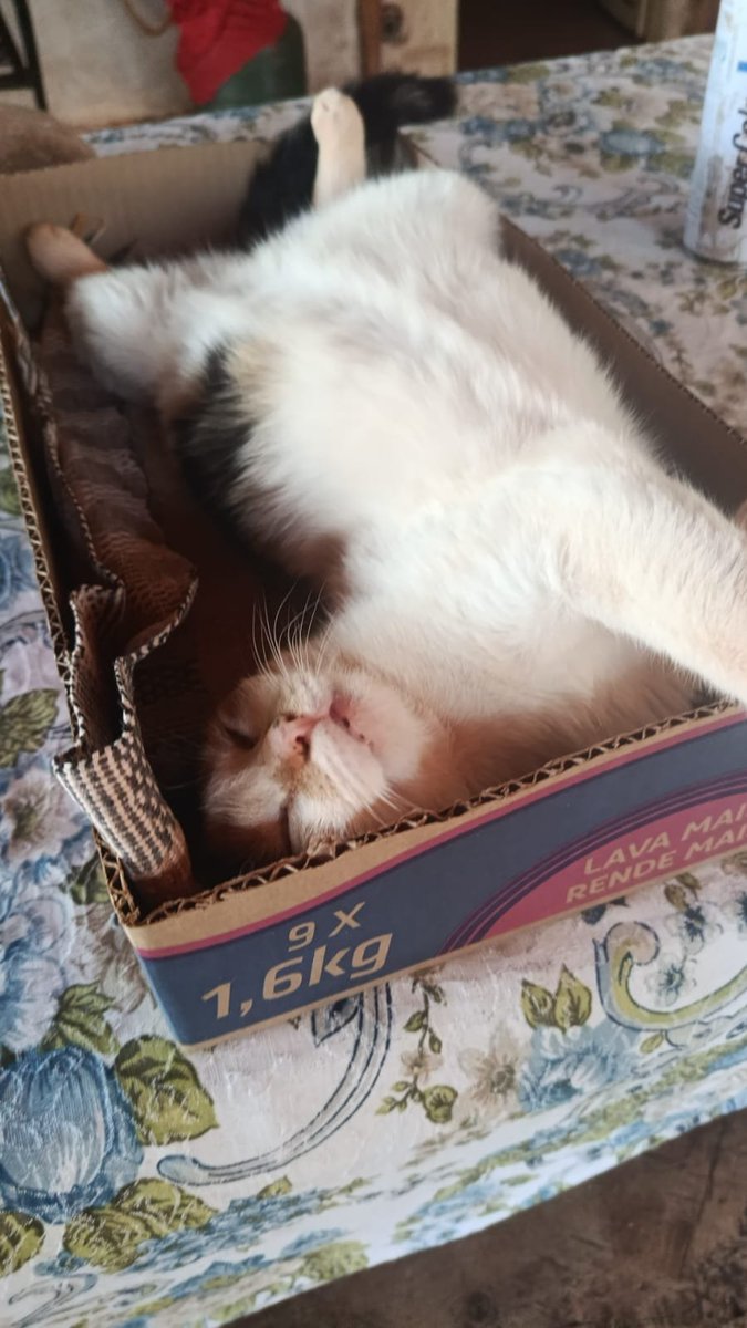 NolinhaA's tweet photo. Pessoal minha gatinha está doente a 5 dias preciso de 130 pra fazer uma consulta por favor eu não posso perder ela 1 real já ajuda ela vai precisar de cirurgia qualquer valor ajuda estou desesperada

Pix;08099965108

Ajudem a salvar a vida do meu amor https://t.co/ilJxff3mwx