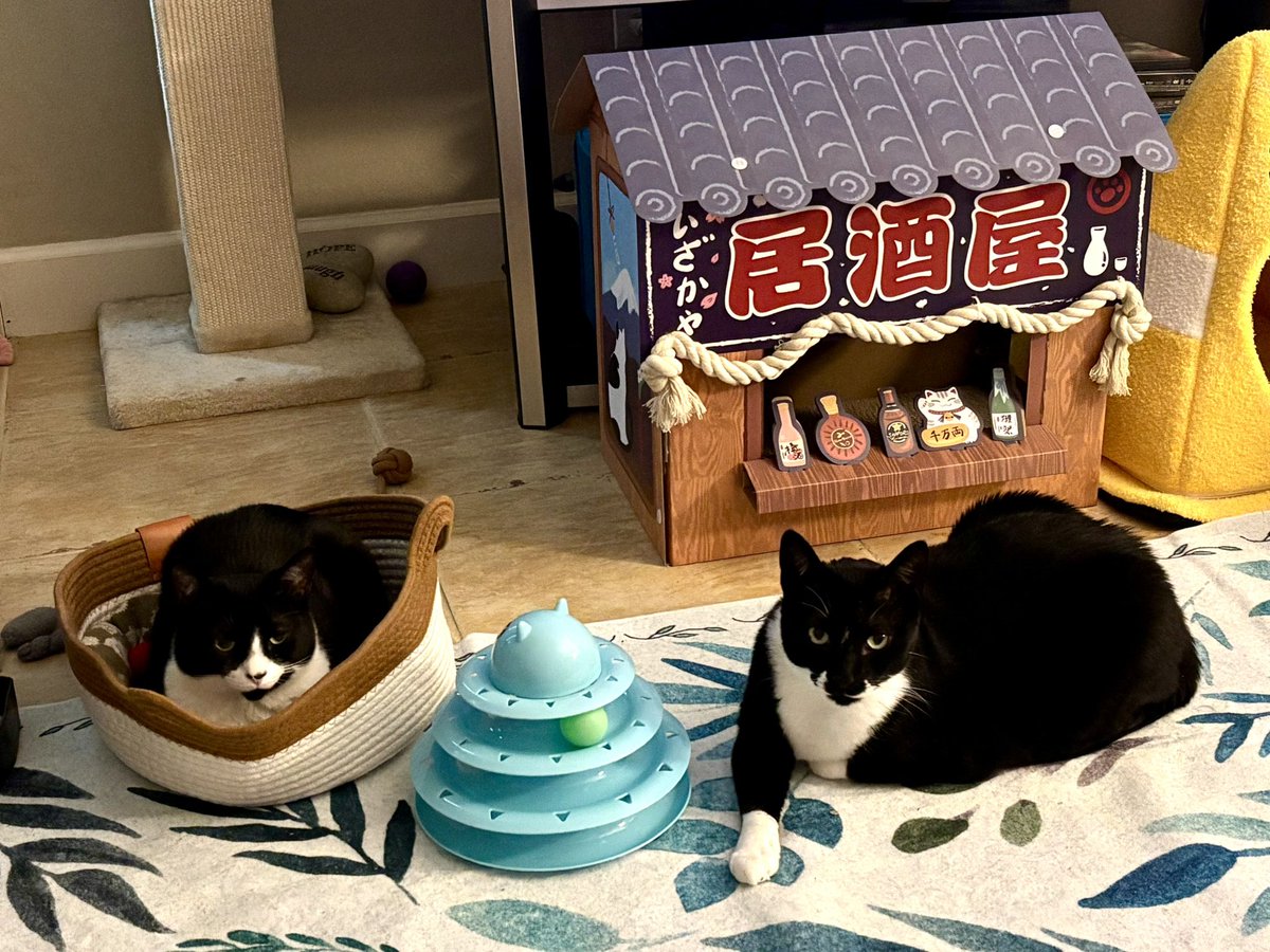 SophieMolly20's tweet photo. Happy #takeiteasytuesday and #tuxietuesday from Sophie and Molly. Wishing you a beautiful day filled with joy. 💕🐈 https://t.co/B67aHKVSjt