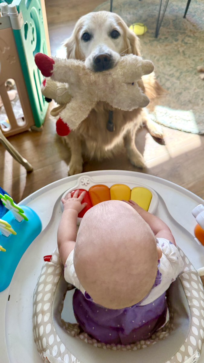 MikeFrezon's tweet photo. It’s MY turn to watch the baby today. I’m giving her my Lambie. SHE LOVES IT!
-Sophie

#BrooksHaven #GoldenRetriever  #grc #dogcelebration #babysitting https://t.co/0QPkkK9zgU