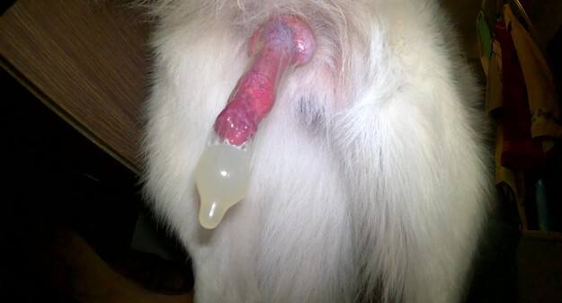 Zooemplre's tweet photo. enjoy sex with your non human partner without risking injury to you or your loved one
Come check out my most nastiest zoo
🖇️In my bio https://t.co/jFF1EaQo2y