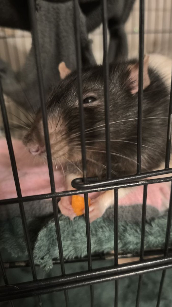 _bloodychainsaw's tweet photo. My older brother asked if I can babysit his rats while he's on vacation.
OF COURSE I FUCKING CAN.
I'M CRYING. THEY'RE SO FUCKING CUTE AND SILLY. AAAAARRRGGGHH... WHY ONLY NINE DAYS. THIS SO SO SO HURTS...
#shitpost https://t.co/Z3JldvT8jJ