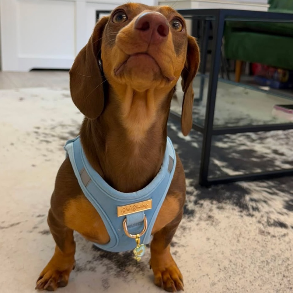 AlefdjP's tweet photo. What a darling little sausage! Wearing the Bluebell set paired with the Flutterby Love charm. https://t.co/xAw7fwmj6V