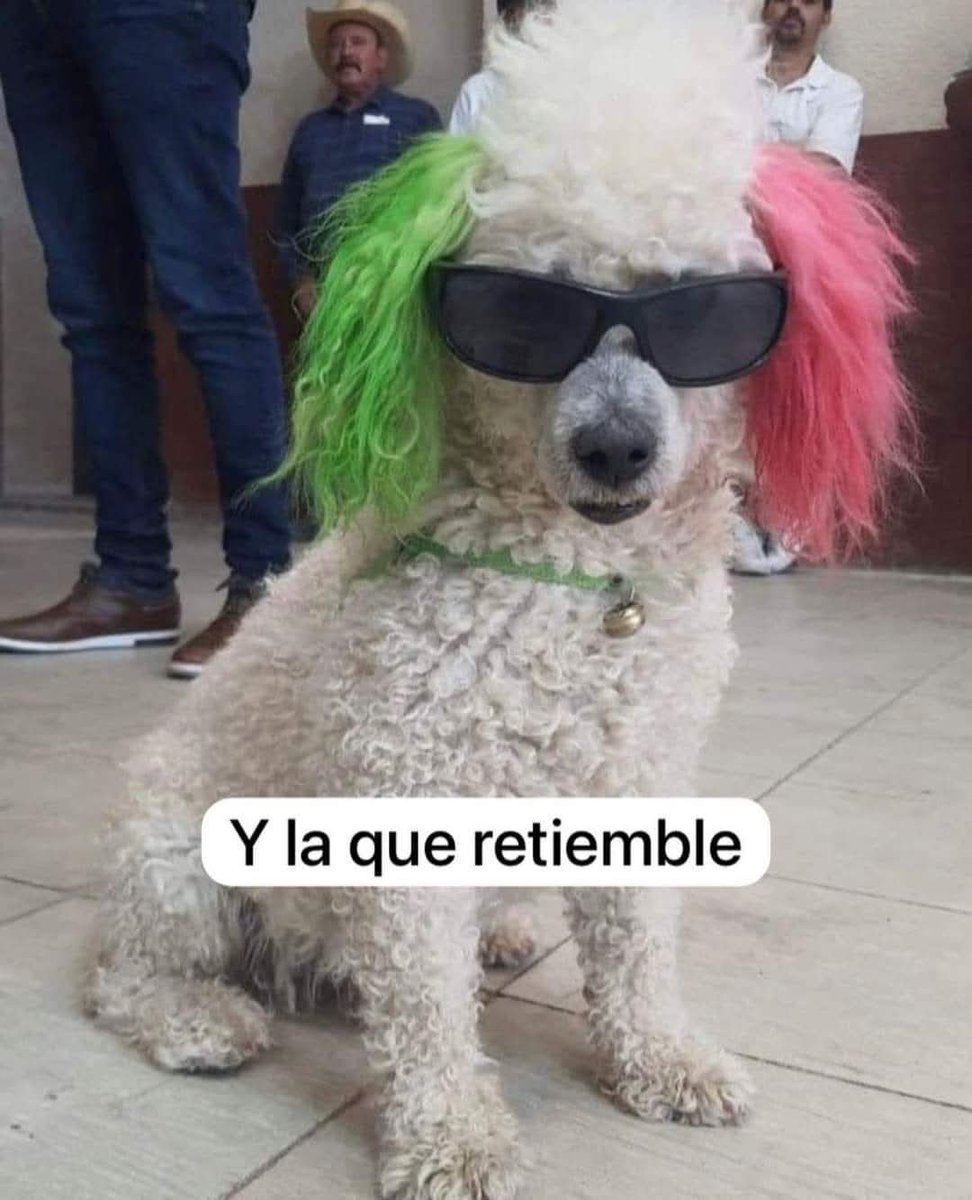 bjorzh's tweet photo. 🐶🇲🇽 https://t.co/PrWIXSH8sX