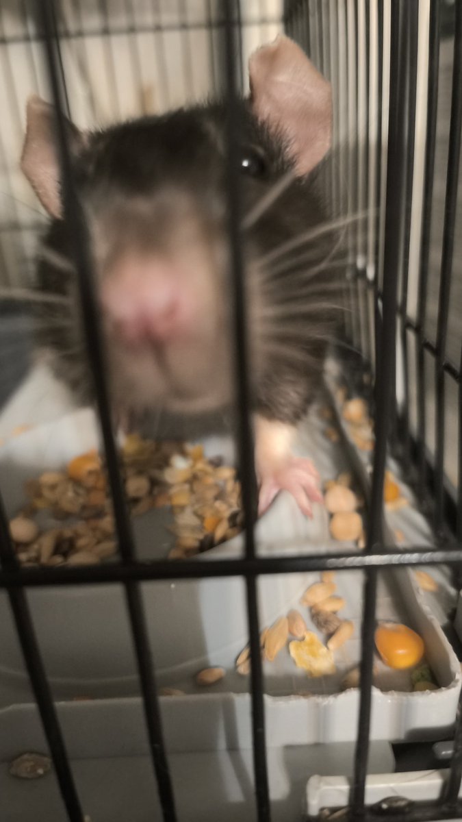 _bloodychainsaw's tweet photo. My older brother asked if I can babysit his rats while he's on vacation.
OF COURSE I FUCKING CAN.
I'M CRYING. THEY'RE SO FUCKING CUTE AND SILLY. AAAAARRRGGGHH... WHY ONLY NINE DAYS. THIS SO SO SO HURTS...
#shitpost https://t.co/Z3JldvT8jJ