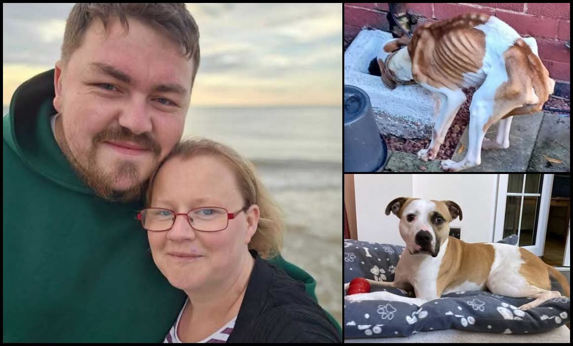Perky_43's tweet photo. 🚨 ANIMAL CRUELTY CONVICTION 

🌎 ECCLESHALL ROAD, STAFFORD 

Oliver Turiccki, 29, and Sarah Pearce, 34, have been handed suspended prison sentences after starving their dog King to the brink of death.

The 2-year-old bull breed was found emaciated, with his ribs, spine and pelvis protruding, no body fat and pressure wounds.

A vet gave him the lowest possible body-condition score: 1/5.

Evidence suggested King had been starved for at least four weeks.

Both admitted failing to meet his basic needs.

They each received 12-week suspended sentences, £504 costs and 10-year animal bans.

King survived, recovered and found a loving new home.

They nearly starved him to death. He was the lucky one.

Source UKACF.