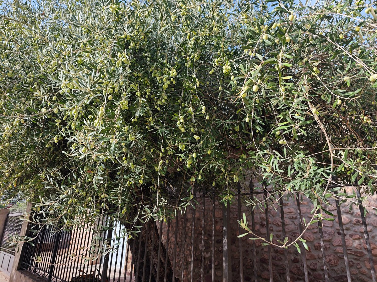 KatySnchez's tweet photo. Olivo cargadito de olivas. Es mi árbol favorito. #olivo #aceitunas #olivas #hacerfotos https://t.co/VjDXac560g