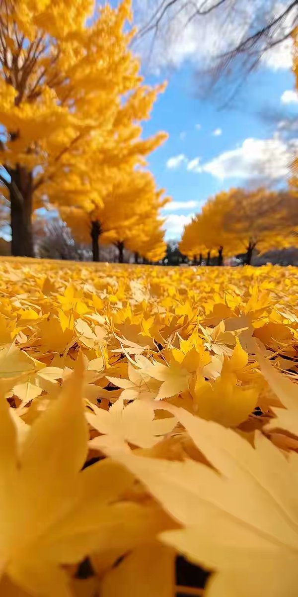 karo_online's tweet photo. The first autumn breeze feels like a warm hug, leaves are turning golden, perfect for a cozy walk with a latte—autumn’s here! https://t.co/gtzAsUoYPw